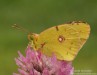 žluťásek čičorečkový (Motýli), Colias hyale (Lepidoptera)